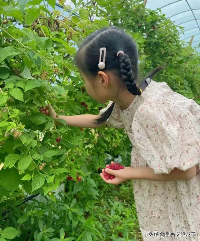 【乐游烟台】树莓红了！爆汁甜果现摘现吃，来烟台福山一起实现树莓自由吧！