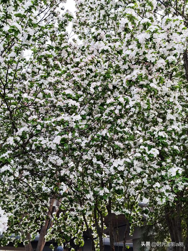 风送海棠香，春满石家庄