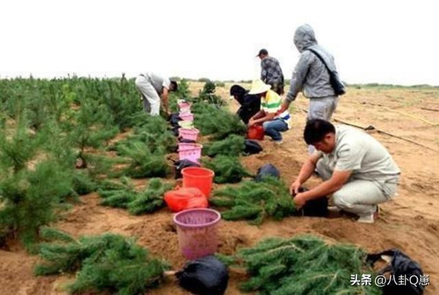 马云时隔6年现身蚂蚁森林，目前已种下6亿棵树，马云开心和树比高