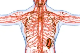 微循环病变是什么意思？为什么心慌胸闷总是查不出原因？图片