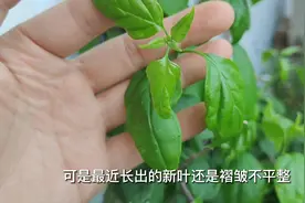 三角梅叶子褶皱变形，根本原因已找到，这样处理即可恢复正常！图片