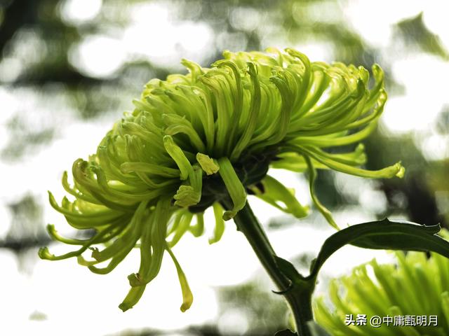 你看见过多少种菊花？