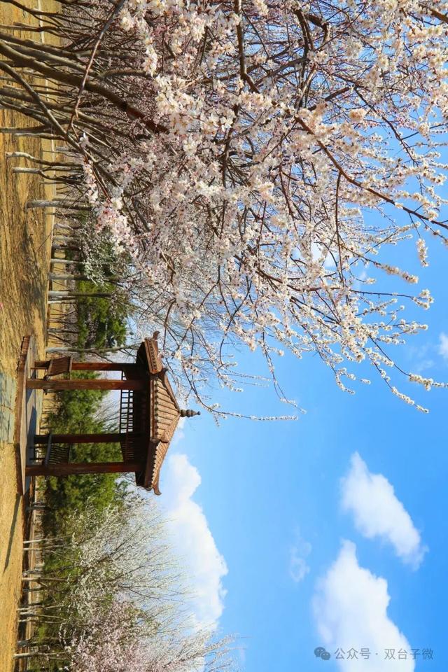 【视觉•双台子】十里桃香醉春风 满树芳菲映城郭