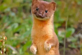 神秘“黄大仙”现身上海，体长不足40厘米，一年消灭2000只老鼠！图片