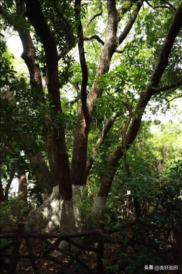 与城共栖 | 在盐田，这样度过全国生态日