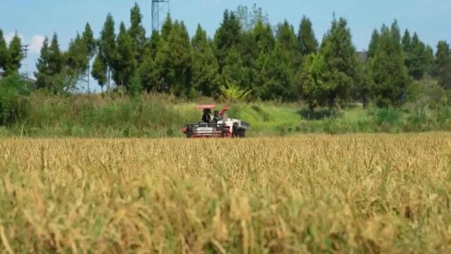宣汉桃花镇：贡米流香处，桃源入梦来