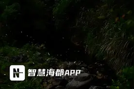 福州掀起“观萤”热潮！守护萤火虫从文明观赏做起图片