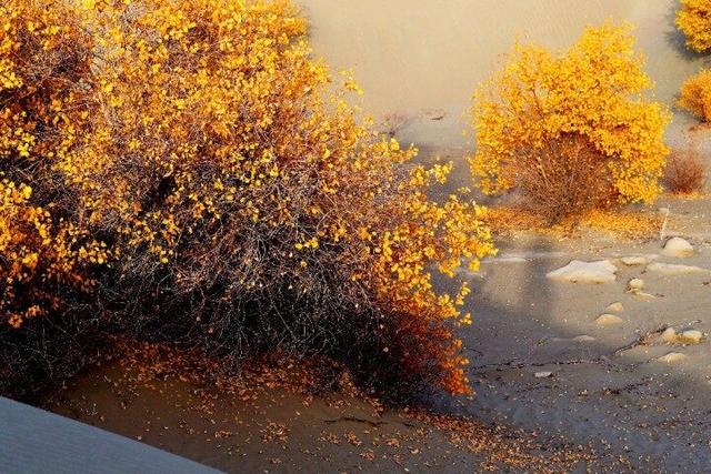 出片率100%！赴一场沙漠胡杨的金色之约