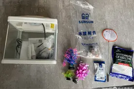养鱼，告别新手快乐缸，自己折腾图片