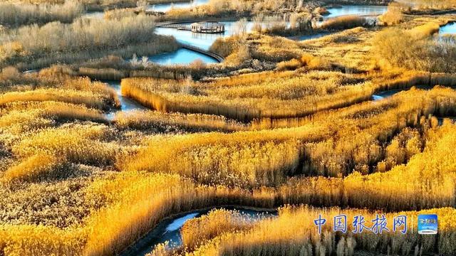 甘肃张掖：湿地披“金”