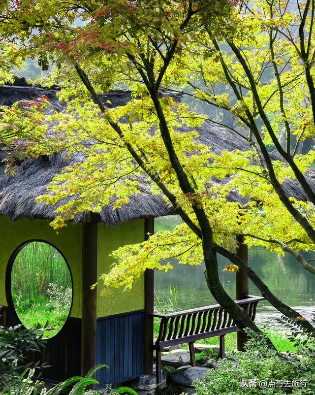 成都市区4大枫叶观赏地，彩林超惊艳，都不要门票，公交车可达！