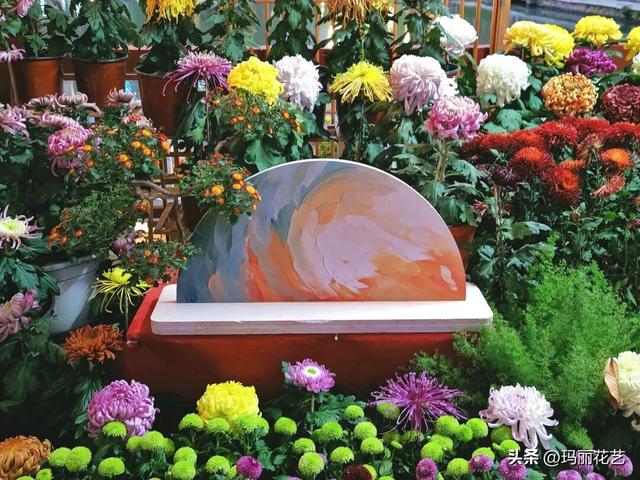 金秋赏花，醉美秋菊展，菊香满西湖