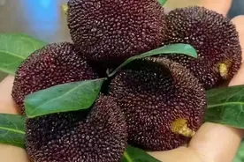 价格腰斩！呼和浩特杨梅已大量上市！老板：接下来更便宜图片