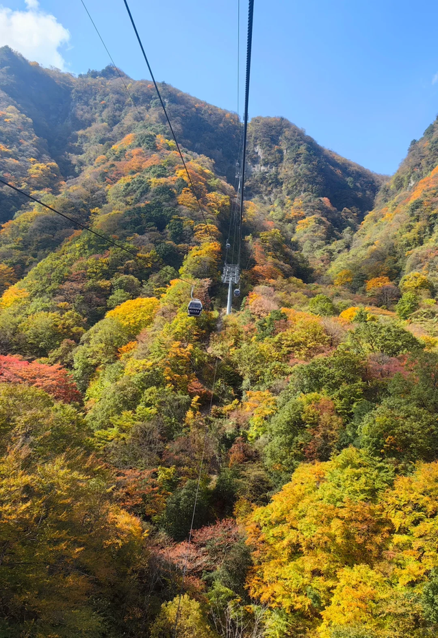听劝！别再去光雾山米仓山人挤人，红叶没有啦！
