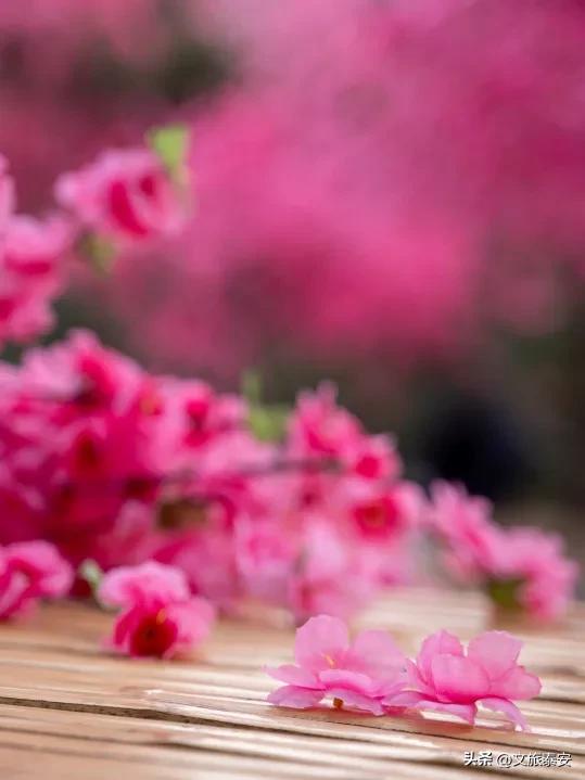 元旦游新甫,追光迎新福!终于能和好友一起撒欢看日出啦~