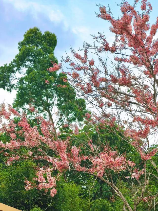 趣春游,赴一场蓝洋踏青的邀约