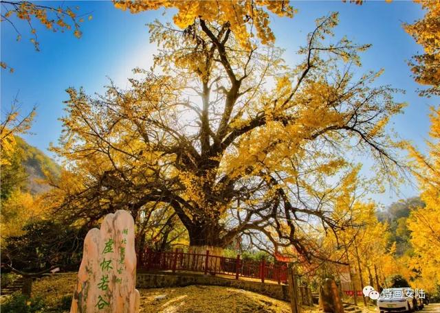 接下来的安陆，含“金”量超标！