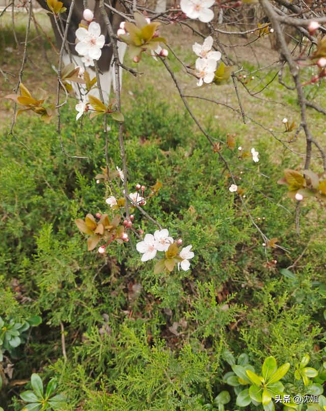 记录2026年我眼里的春天