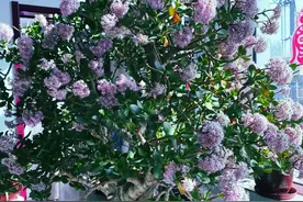 客厅种对树，家庭旺三代，这“5种”养在客厅，镇宅护家又吉祥图片