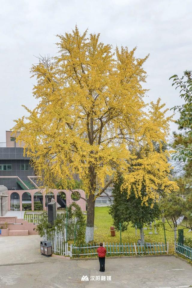 最后的金色狂欢！汉阳这三处私藏地一般人不知道→