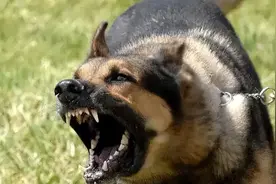 探秘致命狂犬图片