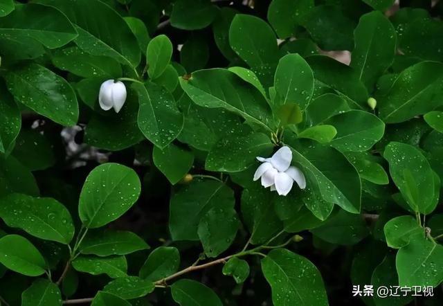 夏日限定！辽宁本溪避暑路线推荐，25℃的清凉可太治愈了~（市内版）