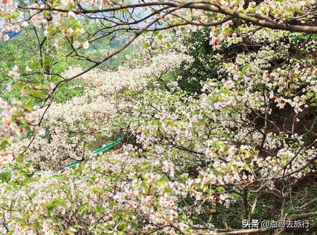 成都最大规模桐子花开了，漫山遍野超级惊艳，太适合现在去旅行！