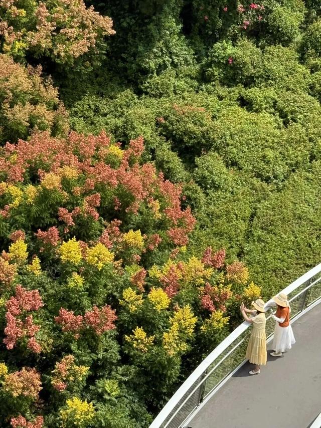 被厦门的秋天圈粉了！金色花海、粉色“云霞”……周末就出发→