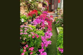 庭院里养花，就养“8种”，耐寒耐热，四季繁花似锦，美成一幅画图片