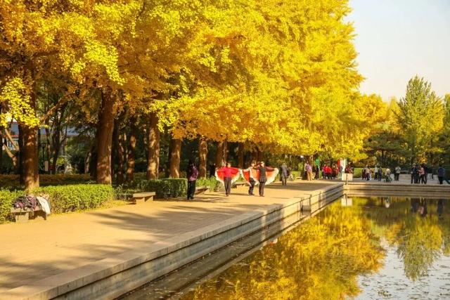 速来！海淀这份含“金”量超高的攻略请收好→