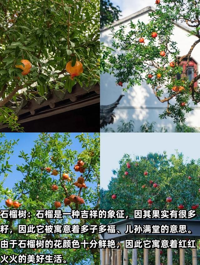 “富不富，院中树”树不是乱种的！院子种树记住三要四不要！