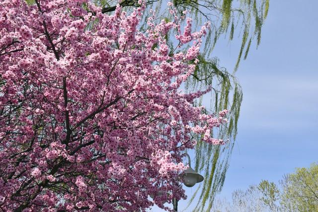 清明最适合去的20个地方大合集，从江南烟雨到塞外杏花，一次看够