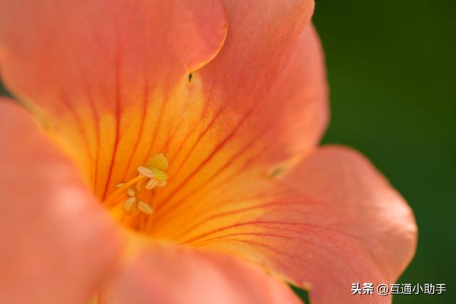 腾龙 90mm F/2.8 Di III MACRO VXD 上手使用体验