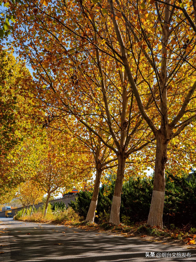 【乐游烟台】现在就冲！烟台这几处街景美到开挂