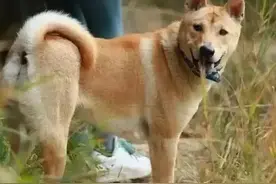 中华田园犬系列介绍（上）图片