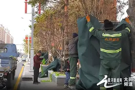 云州区：为冬季树木穿上“防寒衣”图片