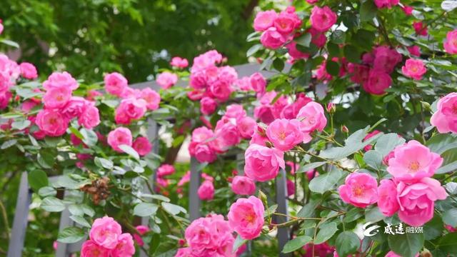 移步皆景！威远这里200多米的“花瀑布”藏不住了