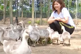 山东女子偶然救下一只大雁，两次放生都不走，还带回同伴蹭吃蹭喝图片