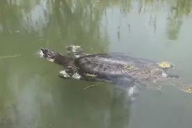 极度濒危！全国仅剩1只！图片