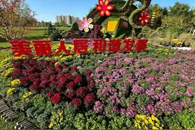 太原大型菊展迎佳节图片