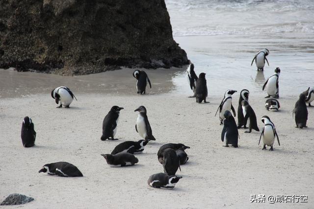 南部非洲：南非开普敦企鹅岛