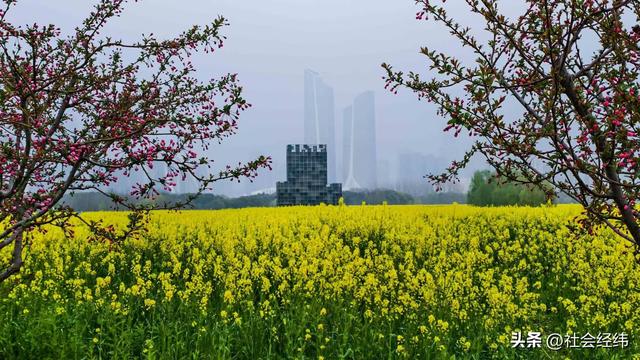 江心洲繁花似锦，油菜花海绘就春日油画