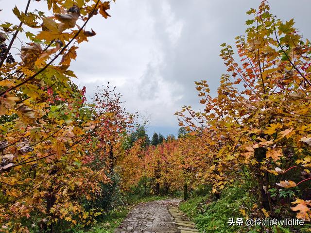 四川行(73)什邡红枫岭徒步到钟鼎寺