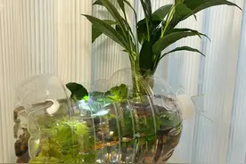 家里的空瓶子别扔！稍加改造，简直不要太惊艳图片