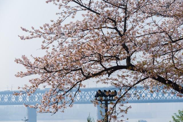 清明最适合去的20个地方大合集，从江南烟雨到塞外杏花，一次看够