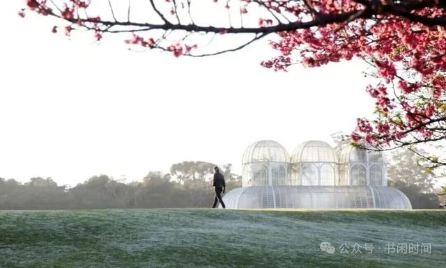 世界的樱花正在次第开放！