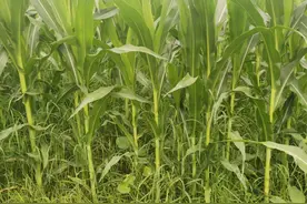 与草共舞及生物多样性保护的种植模式图片