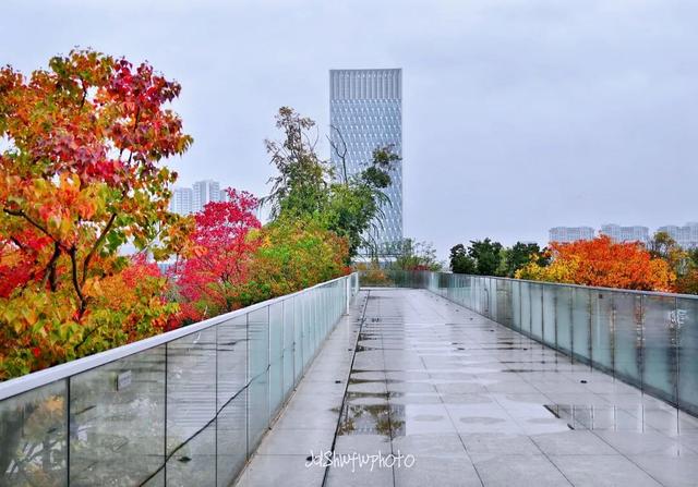 天府大道 乌桕已红透半边天