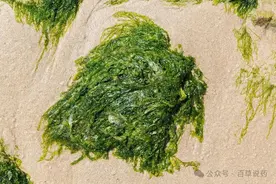 【中药材科普】每天认识一味中草药-海藻图片