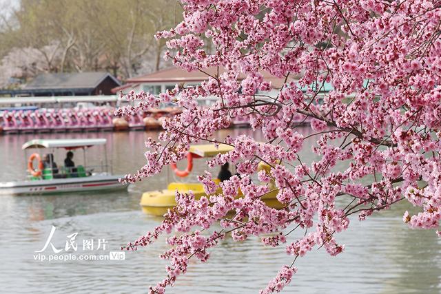 北京：玉渊潭樱花烂漫